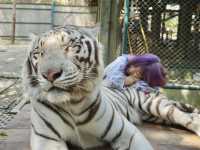 Thrilling Experience at Tiger Kingdom Chiang Mai