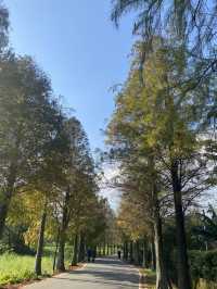 桃園 大溪 落羽松公園  秋冬轉瞬之美