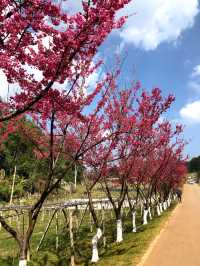 🌸ซากุระบาน ที่อ่างขาง🌸