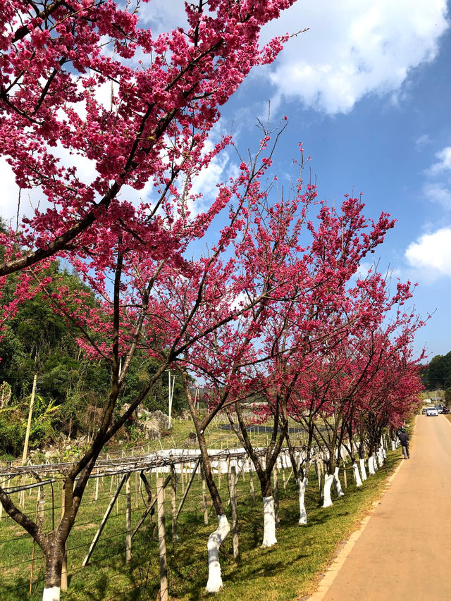 🌸ซากุระบาน ที่อ่างขาง🌸