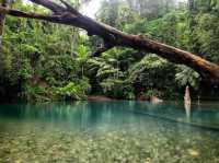 Daintree Rainforest