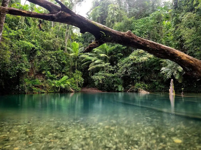 Daintree Rainforest