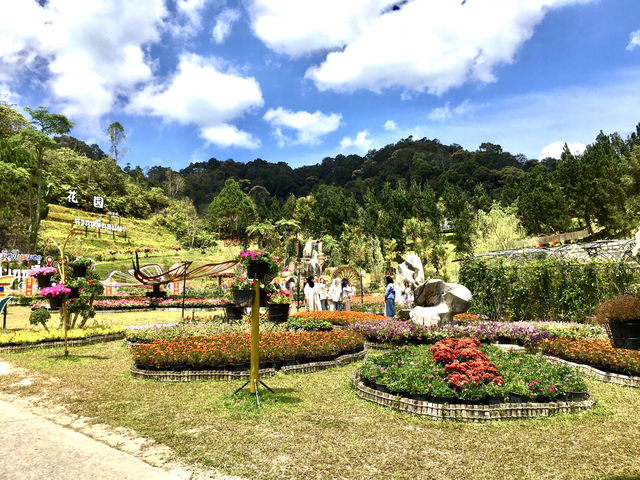 Frost-Kissed Floral Haven @Betong