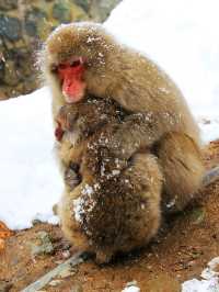 日本長野縣。地獄谷雪猴公園🦧Snow Monkey Park獼猴野生生態奇觀
