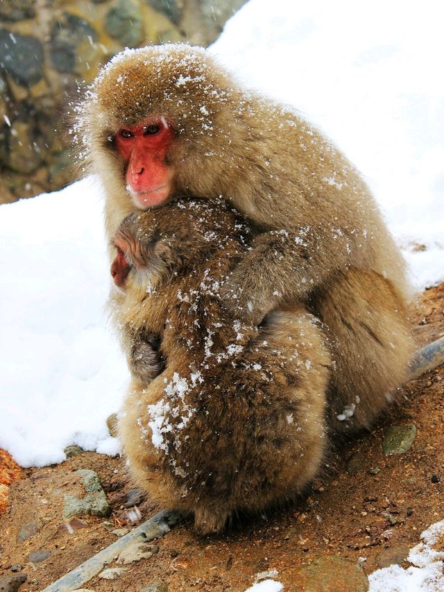 日本長野縣。地獄谷雪猴公園🦧Snow Monkey Park獼猴野生生態奇觀