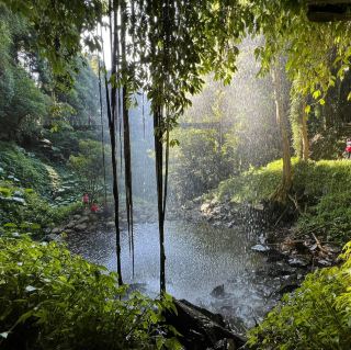 Nature’s Symphony: Discovering Dorrigo National Park