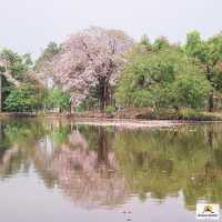 ชมพูพันธุ์ทิพย์สวนรถไฟ