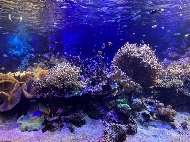 鳥羽水族館@三重県・鳥羽🐠