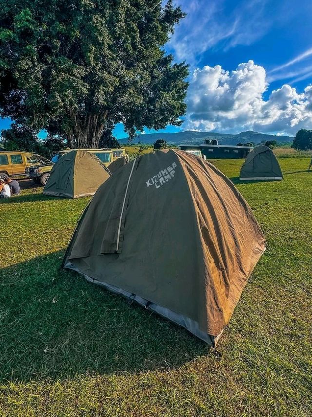 🦁 Explore Serengeti National Park, Tanzania – A Safari Like No Other! 🌿🐾