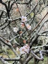 【鎌倉×初春日帰り旅】  「花の寺」として有名  梅の名所