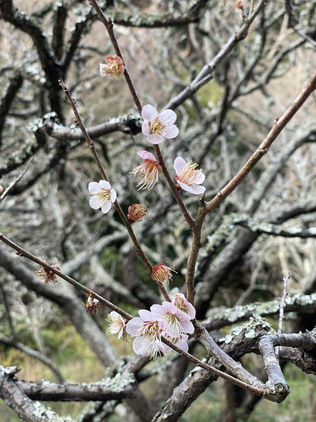 【鎌倉×初春日帰り旅】  「花の寺」として有名  梅の名所