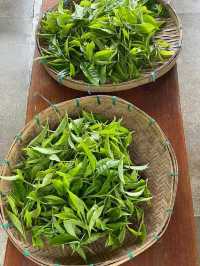 ไร่ชาภูตะวัน เชียงดาว