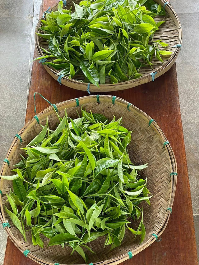 ไร่ชาภูตะวัน เชียงดาว