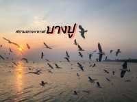 ชมนกนางนวล บางปู