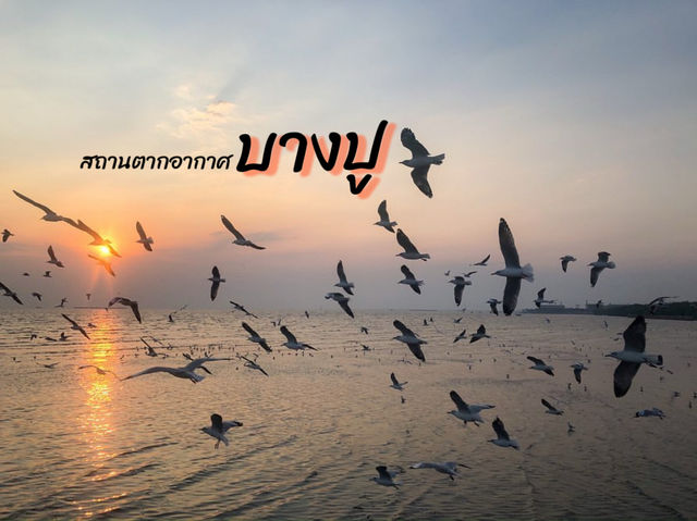 ชมนกนางนวล บางปู