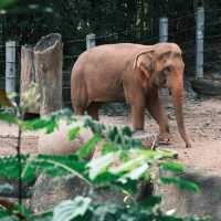 江戶川區自然動物園：在動物世界裡玩得不亦樂乎！ 🐘🐨🐅