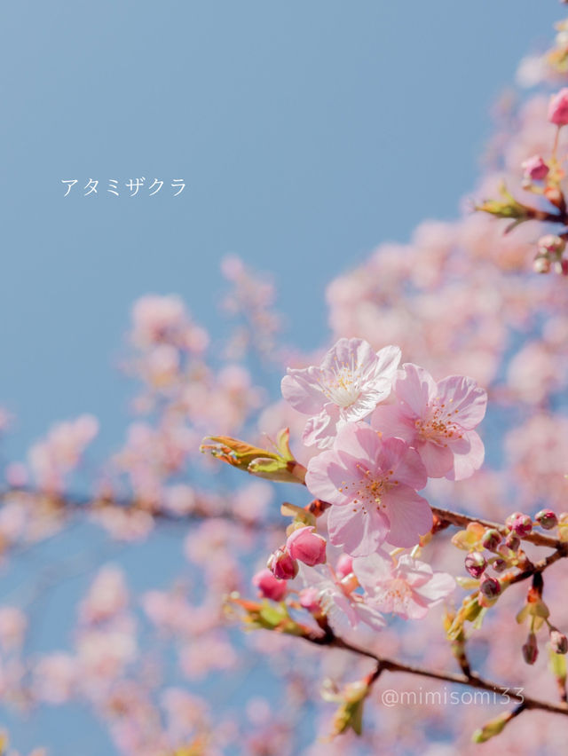 【新宿御苑】3月は早咲きの桜でお花見！梅の花も見ごろを迎えてます