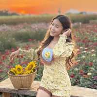 ทุ่งดอกไม้ที่สวยที่สุดในสระแก้ว บ้านสวนอนุสรณ์