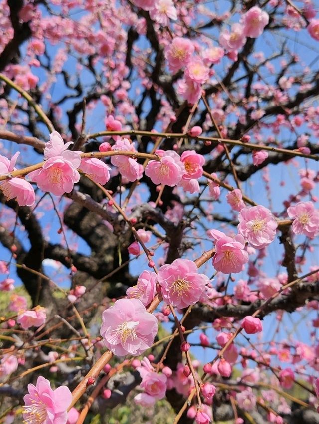 精緻巧妙造景的水前寺成趣園