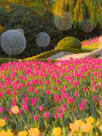 봄에 튤립 보고 싶다면 여기 추천해요 🌷