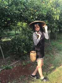 Spend an evening orange picking at Htoo Orange Farm 🍊 