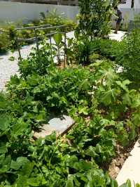 Homestay With a Vegetable Garden For Big Group 🏡 