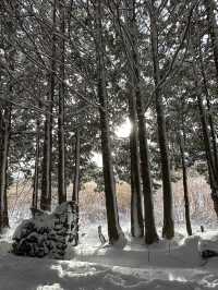 동화 같은 겨울 제주 명소