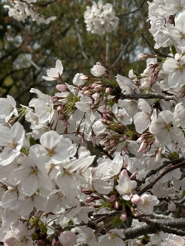 森之宮公園的櫻花盛開，難以忘懷的絕景 🌸✨
