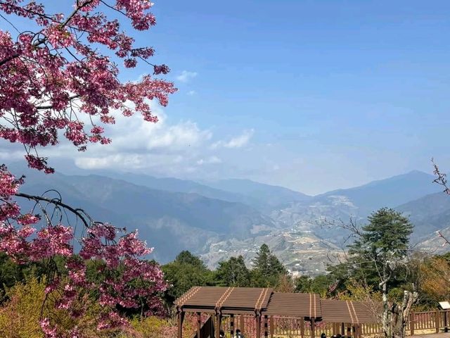 福壽山千櫻園，上千株櫻花現正滿開中！
