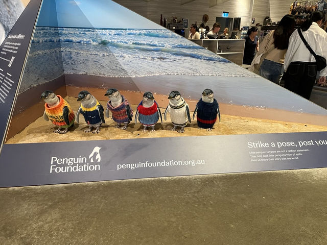 🇦🇺澳洲限定企鵝歸巢奇景🐧