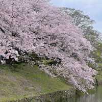 鶴舞公園🌸櫻花之味