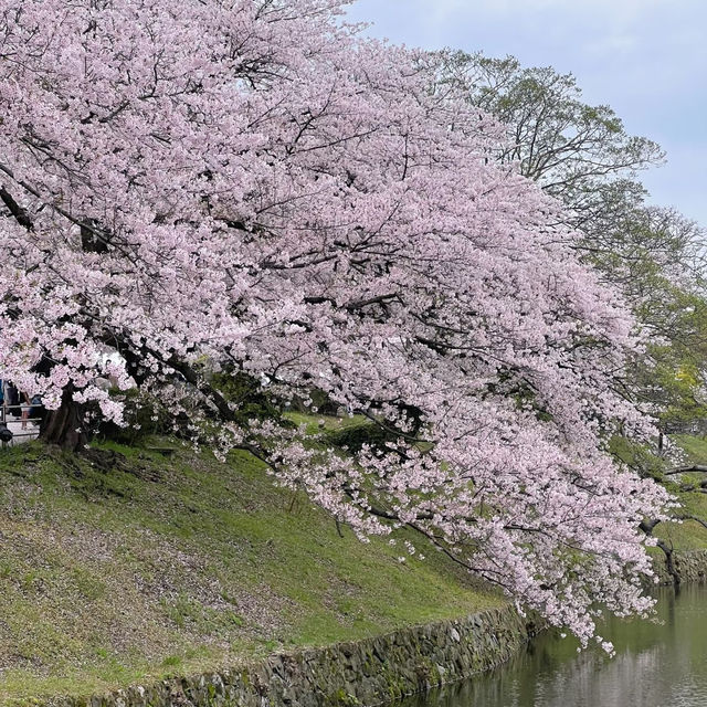 鶴舞公園🌸櫻花之味