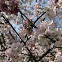 ～中村公園～櫻花下的浪漫～