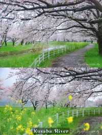 Fukuoka in Sakura Season~🌸🇯🇵✨