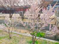 🌳봄꽃구경하며 나들이&데이트 하기 좋은 서울 창경궁🌸