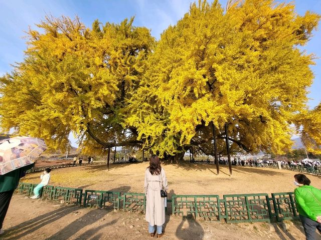 천년된 반계리은행나무