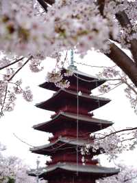 【東京×池上本門寺】 五重塔の参道に咲き乱れる桜が美しい