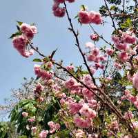 🌸 **鴨脷洲公園櫻花觀賞遊覽分享** 🌸