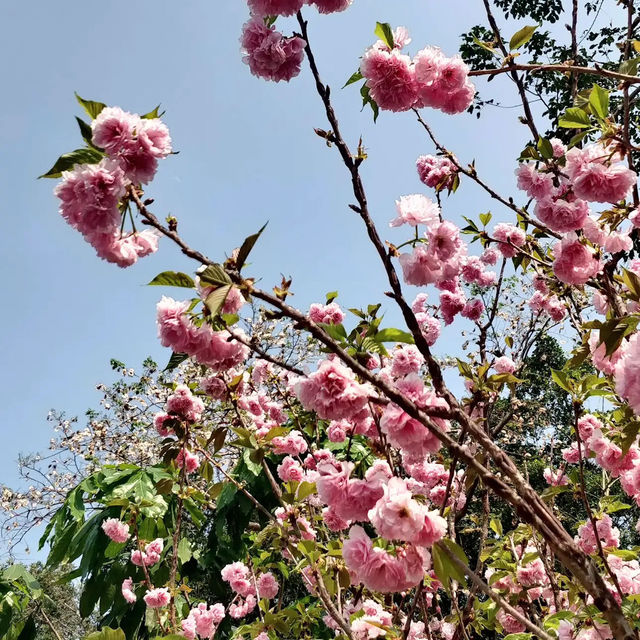 🌸 **鴨脷洲公園櫻花觀賞遊覽分享** 🌸