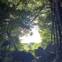 🌿ASMUI Spiritual Hikesで神秘の森を散策🌿