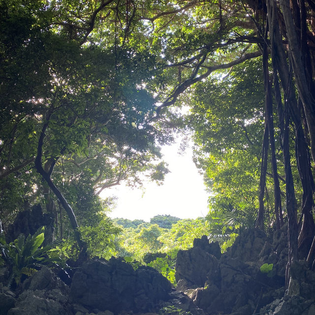 🌿ASMUI Spiritual Hikesで神秘の森を散策🌿