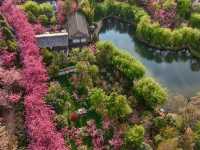 Gorgeous Plum Blossoms at Fengzeyuan Botanical Garden