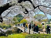 新宿御苑賞櫻去，東京最熱門的賞櫻景點