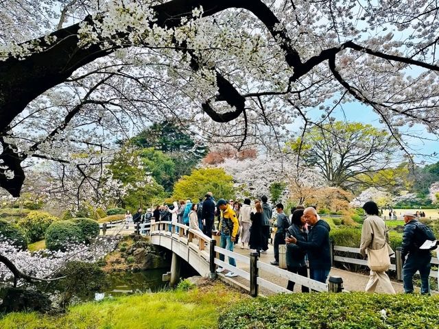 新宿御苑賞櫻去，東京最熱門的賞櫻景點