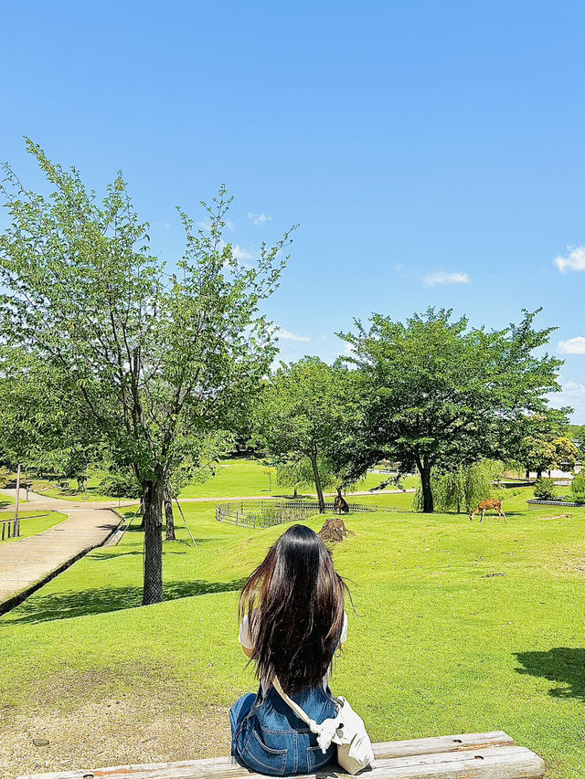 일본 오사카 여행을 오셨다면 <나라 공원>은 꼭 방문해보세요 💛