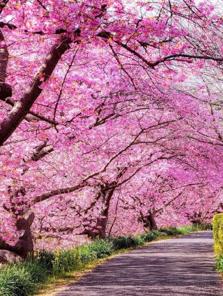 Chasing Sakura in Japan 🌸