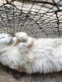 Nusa Lembongan Cat Cafe!
