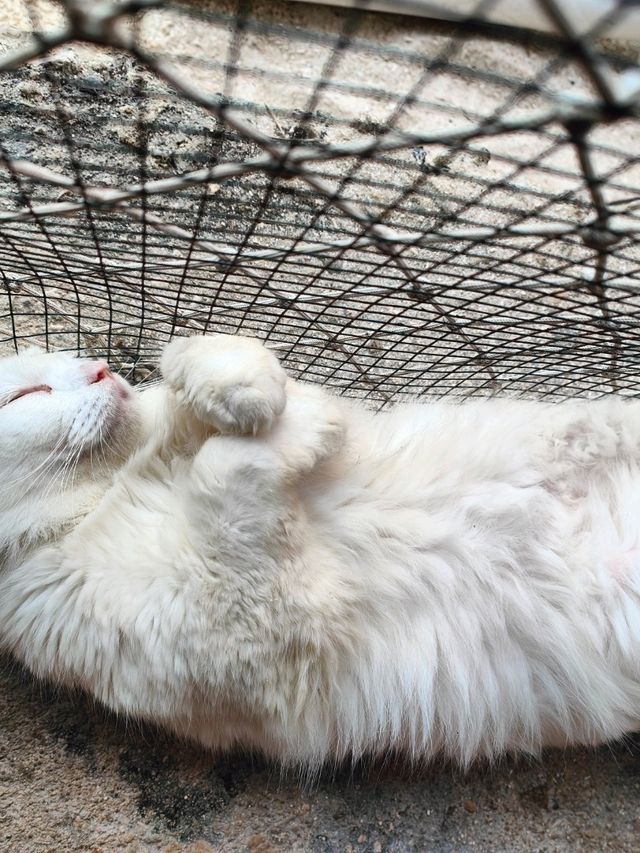 Nusa Lembongan Cat Cafe!