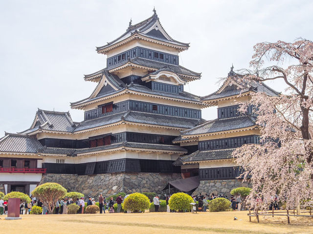 Chasing Sakura at Matsumoto Castle