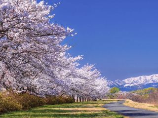 Chasing Sakura at Eboshiyama Senbonzakura